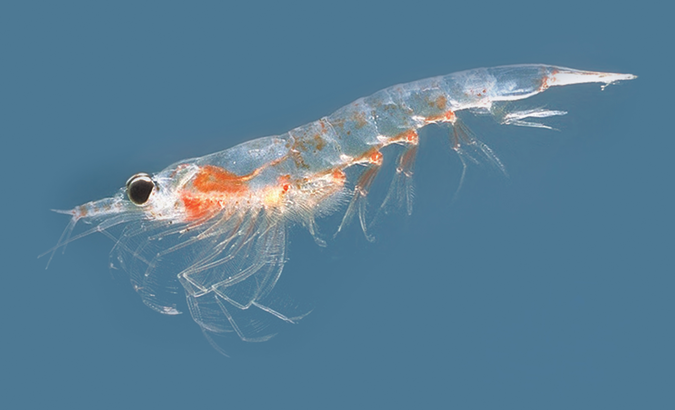 Antarctic Krill-Extraction and Storage